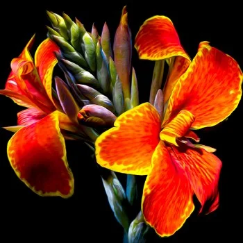 hobbyrising-2067398
