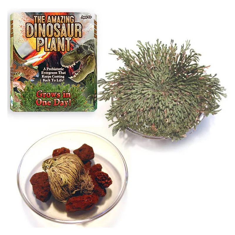 maziply11941404